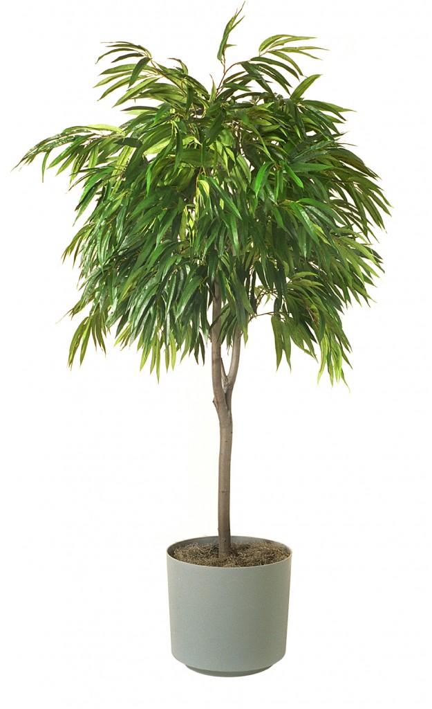 FicusAlii