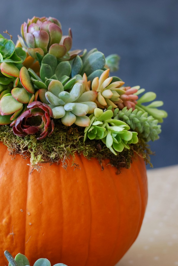 Pumpkin-Succulent-Arrangement-simplyhappenstance.com-136